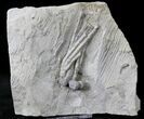 Hypselocrinus Crinoid Fossil - Crawfordsville, Indiana #19871-1